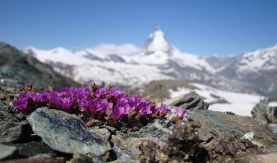 Zermatt - Alpine Paradise Under the Matterhorn — 4