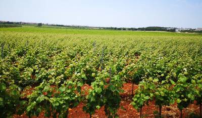 Istria - the wine route — 3