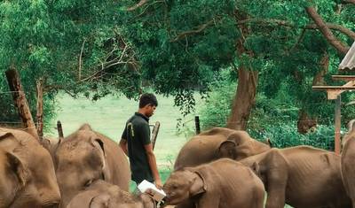 Elephant in Sri Lanka — 2