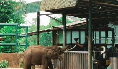 Elephant in Sri Lanka — 4