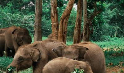 Elephant in Sri Lanka — 5