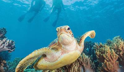 Tropical Queensland: Brisbane to Cairns (Small Groups) — 5