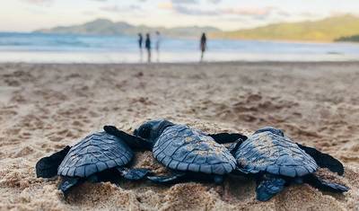 4-dniowa zachwycająca wycieczka Palawan w małej grupie — 5