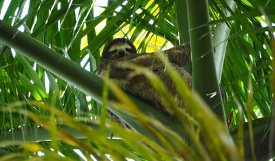 Panama City, Canal, Islands & Highlands 8 Day Tour — 3