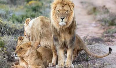 3-Day Cape Town Wildlife Getaway — 2