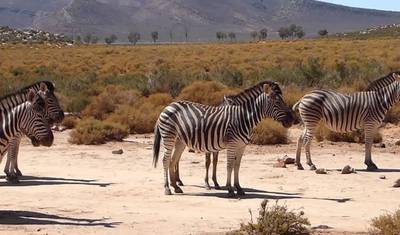 3-Day Cape Town Wildlife Getaway — 3