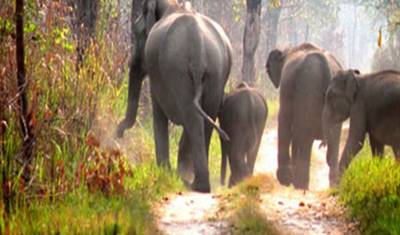 Tiger and Rhino Odyssey: A Complete 14-Day Adventure(ALL INCLUSIVE) — 2