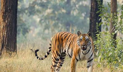 Tiger and Rhino Odyssey: A Complete 14-Day Adventure(ALL INCLUSIVE) — 4