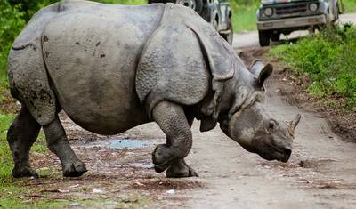 Tiger and Rhino Odyssey: A Complete 14-Day Adventure(ALL INCLUSIVE) — 5