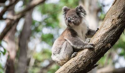 Real Australia — 3