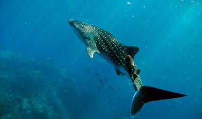 Andaman Sea Island Hopping — 2