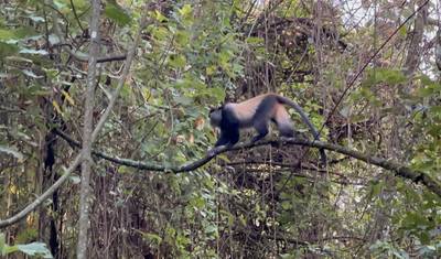 6 Day Lake Bunyonyi Shoebill Gorilla and Wildlife Safari — 2