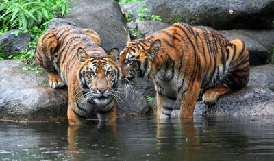 野生動物付き 17日クラシック・ラジャスタン・ツアー — 2