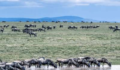 9-Day Migration River Crossing August to October — 4