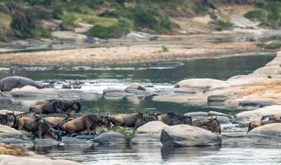 9-Day Migration River Crossing August to October — 5
