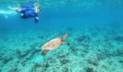 7N Maldives Turtle Snorkeling Conservation Cruise — 4