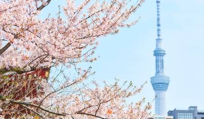 Best Of Japan In 14 Days — 5