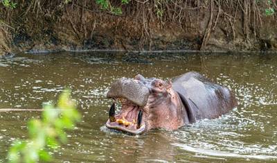 8-Day Mid Range Safari & Zanzibar Beach Extension — 5