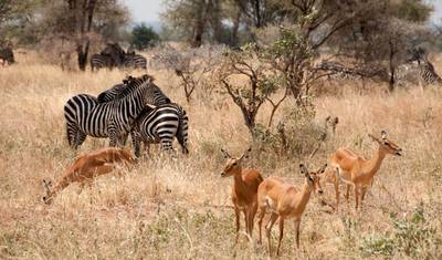 8-Day Mid Range Safari & Zanzibar Beach Extension — 3