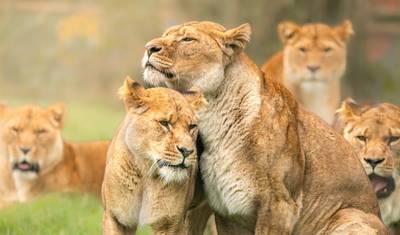 TanzaniaとKenya、最高のサファリ10日間 — 2