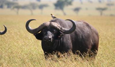TanzaniaとKenya、最高のサファリ10日間 — 3