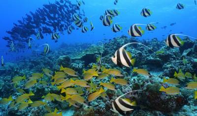 Maldives Gulhi Explorer - 5 days — 2