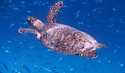 South Maldives Island Hopping - 8 days — 4