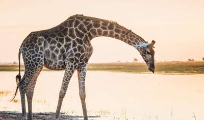 10-Day Tanzania Wildlife and Beach Safari — 5