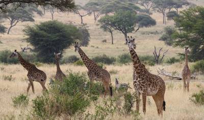 6-Day Majestic Tanzania - High-End — 4