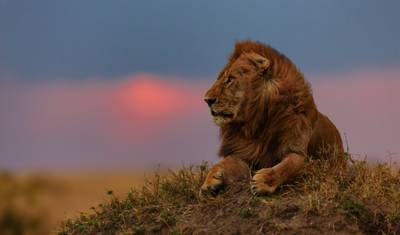 Kenya: Masai Mara, Tsavo & Coastal Wonders — 2