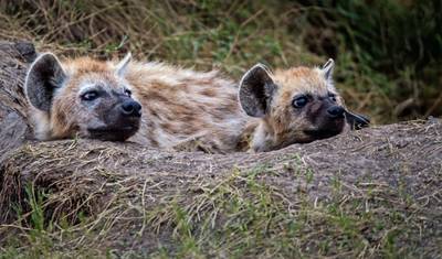 Kenya: Masai Mara, Tsavo & Coastal Wonders — 5