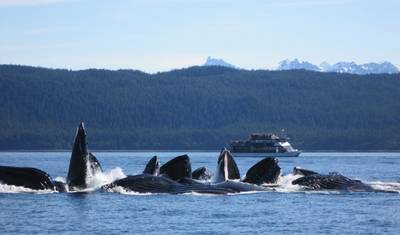 Alaska Glacier Singles Cruise — 3