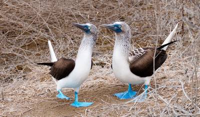 18 Day Highlights Of Peru With Galapagos Premium Small Group Tour — 5