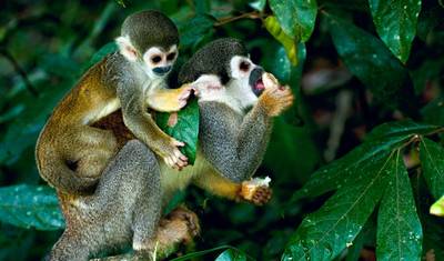 18 Day Highlights Of Peru With Galapagos Premium Small Group Tour — 3