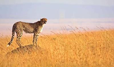 7日間のヌーの旅 - ラグジュアリー — 2