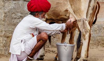 11 Day Exotic Rajasthan Tour - Colors Camels & Culture — 2