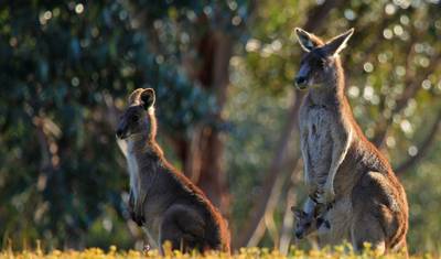 Highlights of Adelaide &  Melbourne - 3 days — 3