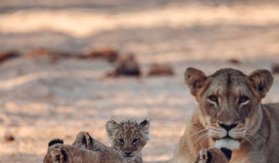 Private Botswana Nat Geo Untouched Safaris – 13 Days — 2