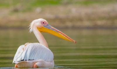 Premium Uganda, Rwanda i Kenia — 2