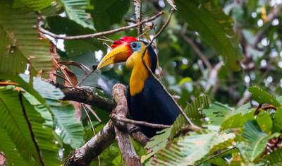 Family Borneo Wildlife Adventure — 3