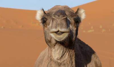 9-Day Private Tour from Casablanca: Imperial Cities & Desert Adventur — 4