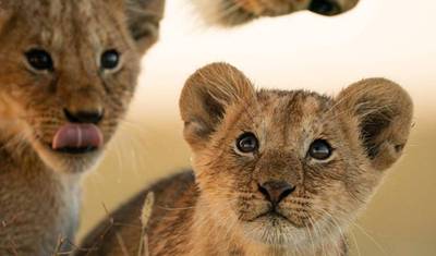 Mikumi/Ruaha/Udzungwa 7 Days 6 Nights — 2