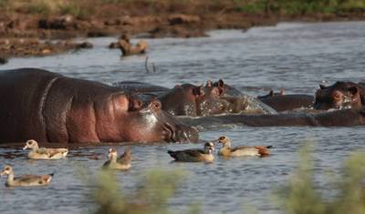 Mikumi/Ruaha/Udzungwa 7 Days 6 Nights — 4