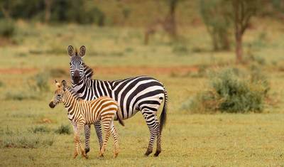 Mikumi/Ruaha/Udzungwa 7 Days 6 Nights — 5