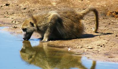 Zambia - Walking Safari with Batmigration in October — 5