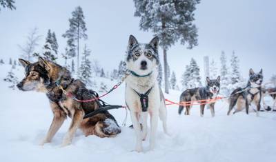 Family package: Christmas time in Lapland — 2