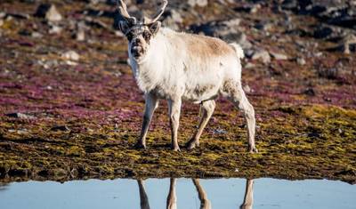 Spitsbergen Exclusive between pack ice & midnight sun — 5