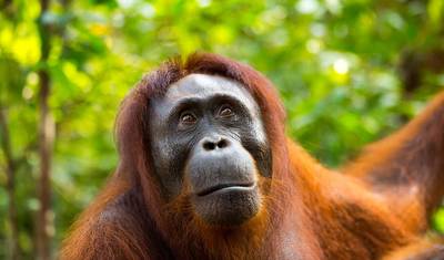 Borneo Sabah Wildlife Highlights — 2