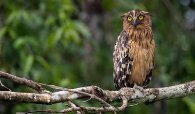 Borneo Sabah Wildlife Highlights — 3
