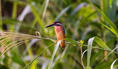 Borneo Sabah Wildlife Highlights — 5